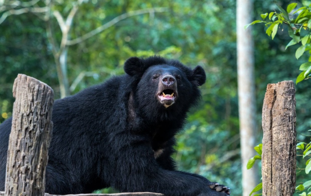 ours noirs de Tat Kuang Si