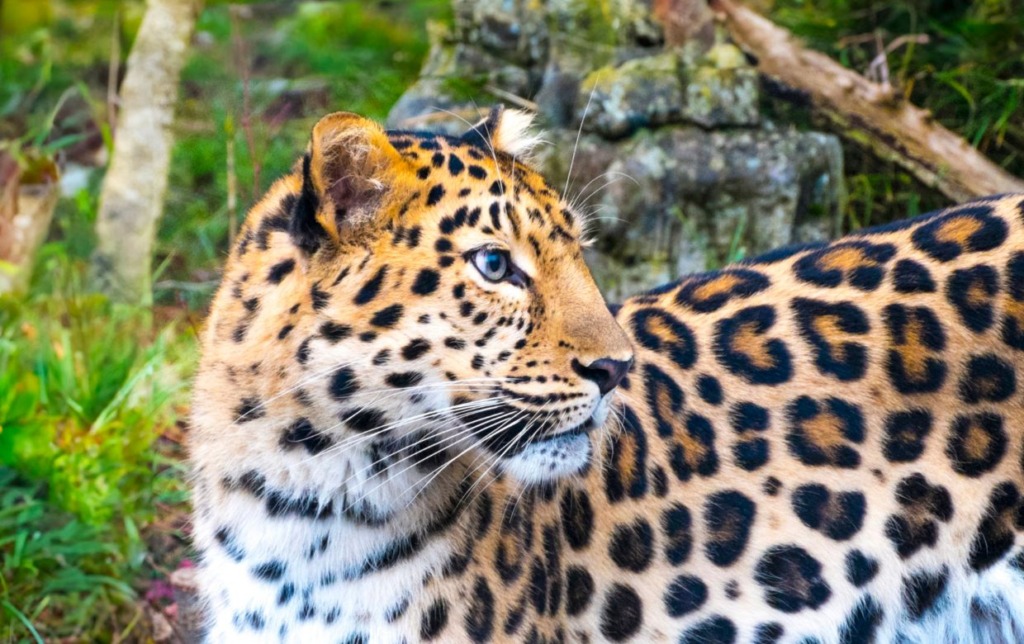leopard